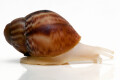 Archachatina rhodostoma Benin albino body, juvenil, 25mm